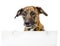 Dog with empty cardboard. isolated on white background