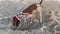 Dog energetically digging a hole in the sand at the Zuma Beach, Malibu, California