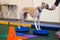 Dog is engaged fitness on massage and physiotherapy carpet. Training device for rehabilitation exercising