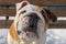 Dog. English bulldog. Cute purebred dog. Pets