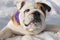 Dog. English bulldog. Cute purebred dog. Pets