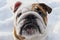 Dog. English bulldog. Cute purebred dog. Pets