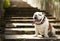 Dog english bulldog sitting on granite steps in the sun