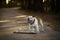 Dog english bulldog with skateboard on the road