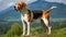 dog english foxhound