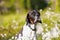 Dog english pointer portrait