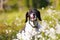 Dog english pointer portrait