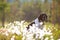 Dog english pointer portrait