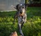 A dog  enjoying a sunny day in a feild