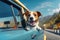 Dog enjoying traveling by car. Jack Russell Terrier looking through the window on the road