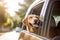 Dog enjoying traveling by car. Labrador Retriever looking through the window on the road