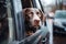 A dog enjoys the car ride, with its head out of the window