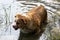 Dog enjoys the cool water of the lake on a hot summer day