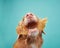 A dog enjoys a crunchy treat, showcasing a close-up of its nose and the snack