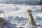 Dog enjoys looking at the ski slope in winter