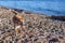 A dog enjoys the off-leash section of Ambleside Beach