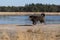 Dog enjoys running in water and swimming in a pond in a natural area, active pets outdoor activity