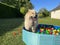 The dog eurasier playing in a pool with balls