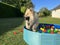 The dog eurasier playing in a pool with balls