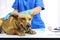Dog on examination table of veterinarian clinic. Veterinary care. Vet doctor and Dog
