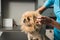 Dog examination at vet ambulance