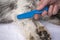 Dog examine for fleas with the flea comb - grooming