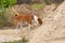 Dog examining pile of sand for small rodents hiding  inside