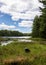 Dog exploring a lake on a beautiful day in Algonquin Park