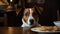 Dog eyeing off food on dinner table