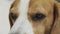 Dog Eyes detailed closup. Beagle dog muzzle closeup