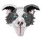 Dog face breed border collie