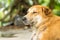 Dog face,Brown dog, Portrait Thai Dog