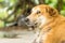 Dog face,Brown dog, Portrait Thai Dog