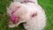 Dog face close up. Dog licking lips. Playful pet lying on grass. Dog mouth open