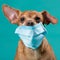 Dog face in medical mask closeup, concept virus, coronavirus