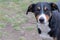 Dog face portrait, Appenzeller Sennenhund - Mountaindog