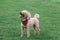 A dog facing to the sky and happy and smile on the grass