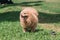 A dog facing to the sky and happy and smile on the grass