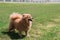 A dog facing to the sky and happy and smile on the grass