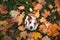 Dog in the fall. Jack Russell Terrier colored leaves in the park. Pet for a walk