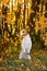 Dog in the fall. Jack Russell Terrier colored leaves in the park. Pet for a walk