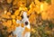 Dog in the fall. Jack Russell Terrier colored leaves in the park. Pet for a walk