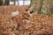 Dog with a falling branch