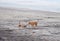 Dog Family expressing Love on a Beach...