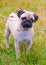 Dog fawn pug breed on green grass in summer