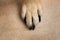 Dog feet and legs texture surface. Close up image of a paw of homeless dog. skin texture. Resting dog`s paw close up