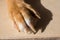 Dog feet and legs wooden surface. Close up image of a paw of homeless dog. skin texture. Resting dog`s paw close up