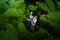 Dog in the fern. black and white border collie in the forest.