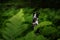 Dog in the fern. black and white border collie in the forest. Tropics.