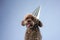 dog in a festive cap. Nova Scotia Duck Tolling Retriever on a blue background.